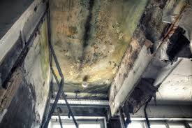 Best Attic Mold Removal in Olivia, MN